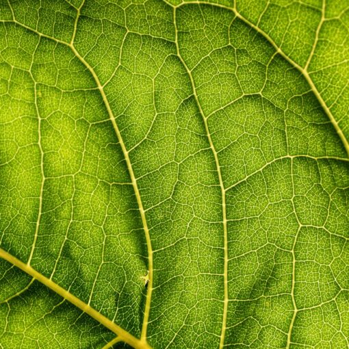 leaf-veins